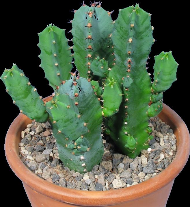 Produktbild Kakteen Gautschi Euphorbia resinifera (25 cm)
