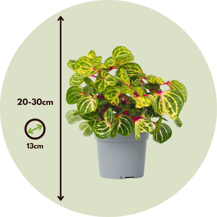Actual product image Plant in a Box Iresine Herbstii (20 cm)