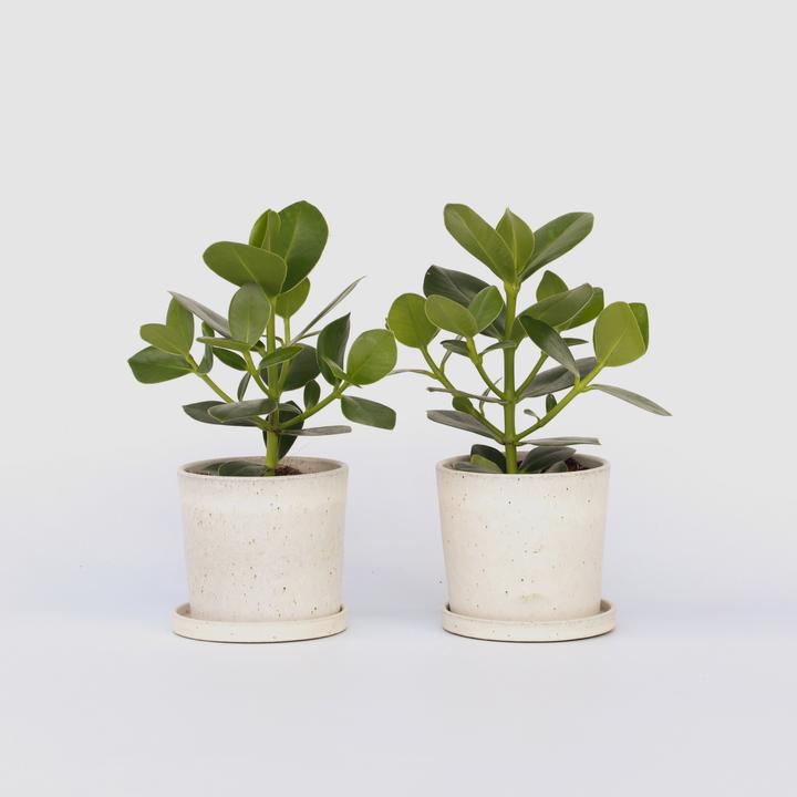 Actual product image Plant in a Box Clusia rosea Princess - Set of 2 (25 cm)