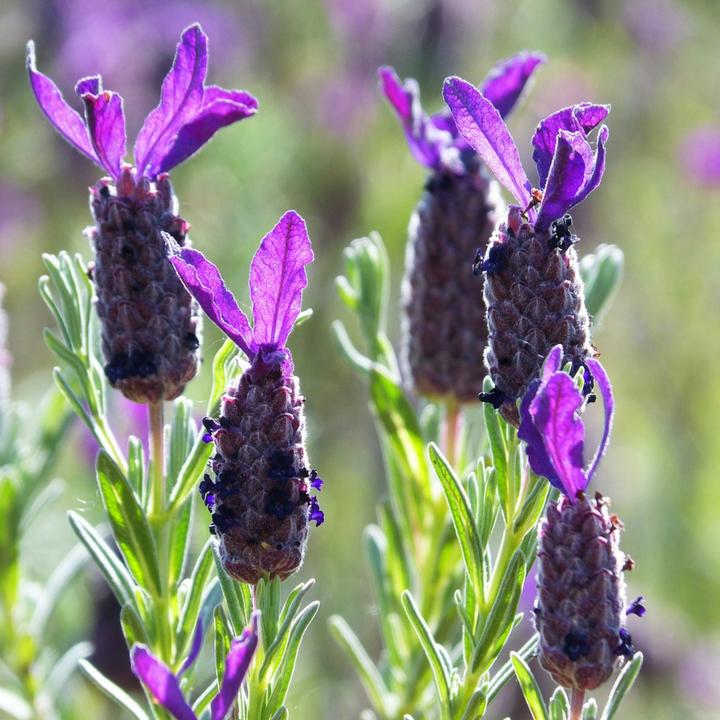 Actual product image Plant in a Box Lavandula stoechas 'Anouk' - Lavendelbaum (25 cm)