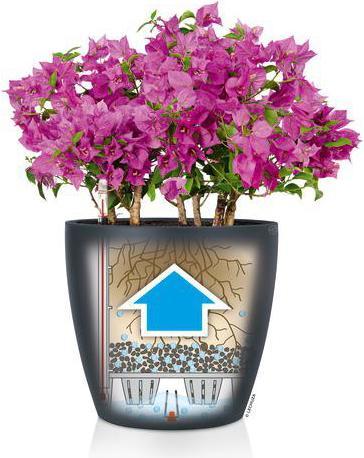 Immagine prodotto Lechuza Colore Classico (21.50 cm)