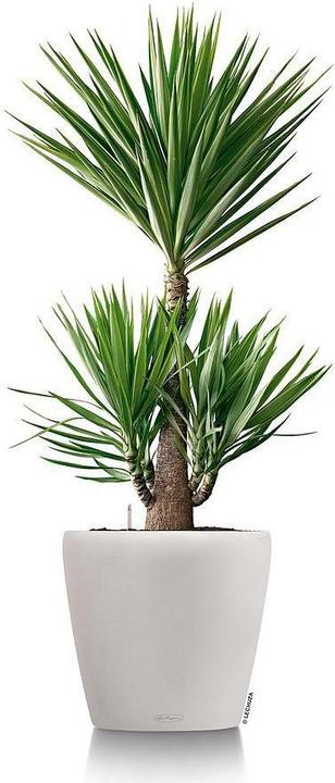 Immagine prodotto Lechuza Classico (22 cm)
