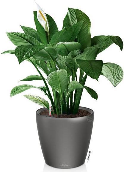 Immagine prodotto Lechuza Classico (36 cm)