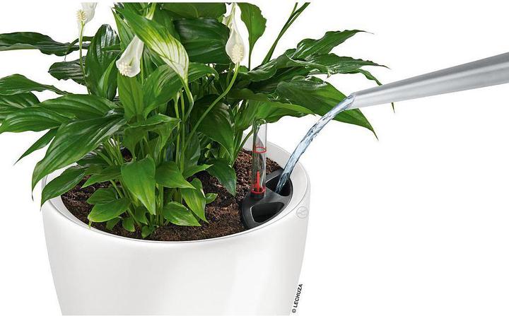 Immagine prodotto Lechuza Classico (36 cm)
