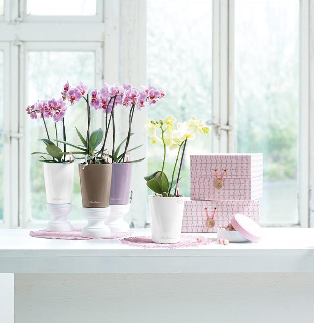 Produktbild Lechuza Mini Deltini (10 cm)