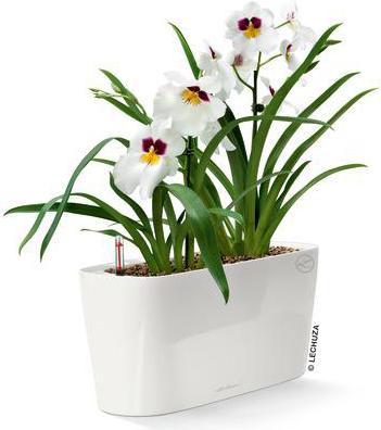 Image du produit Lechuza Delta (15 cm)