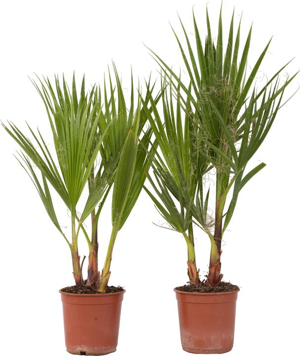 Image du produit Plant in a Box Washingtonia Robusta - Lot de 2 Palmiers-éventails mexicains (50 cm)