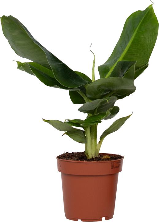 Image du produit Plant in a Box Musa 'Oriental Dwarf' - (25 cm)