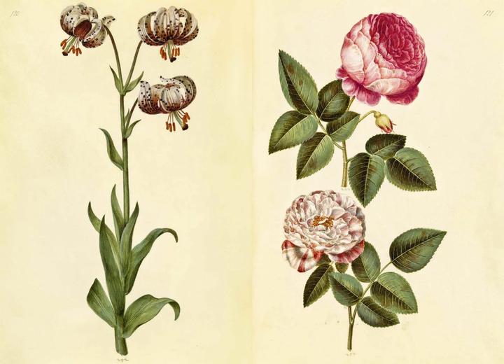 Produktbild Das Grüne Florilegium – The Green Florilegium (dt./engl.) (Deutsch, Hanne Kolind Poulsen, 2019)