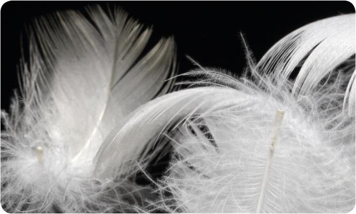 Image du produit DOR Gerbera (60 x 90 cm)