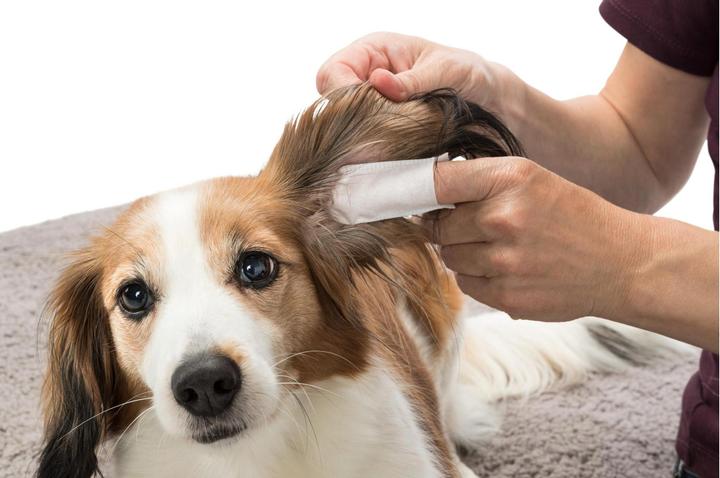 Actual product image Trixie Finger cots for ears (Dog)