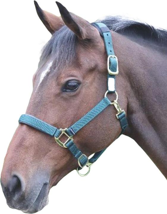 Immagine prodotto Shires UTER239 P