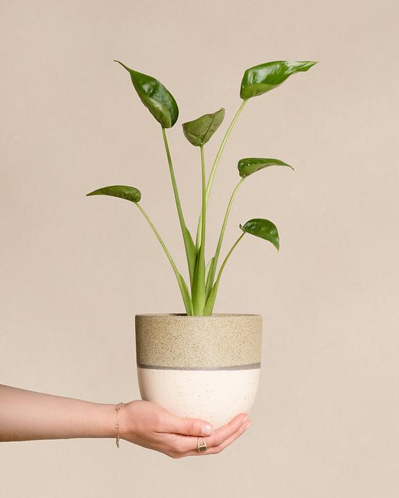 Produktbild feey Alocasia 'Tiny Dancer' (40 cm, Frisch umgetopft)