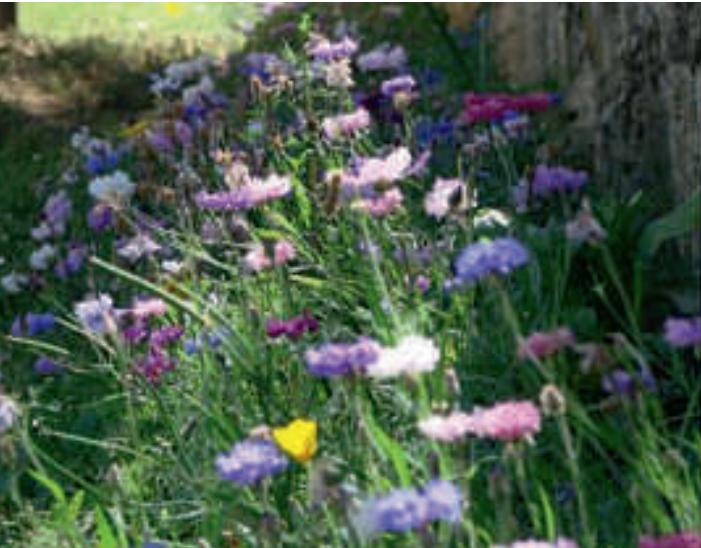 Immagine prodotto Juliwa-Hesa Blühmischung LaFleur Extrême - Die Flexible (Semi di fiori)