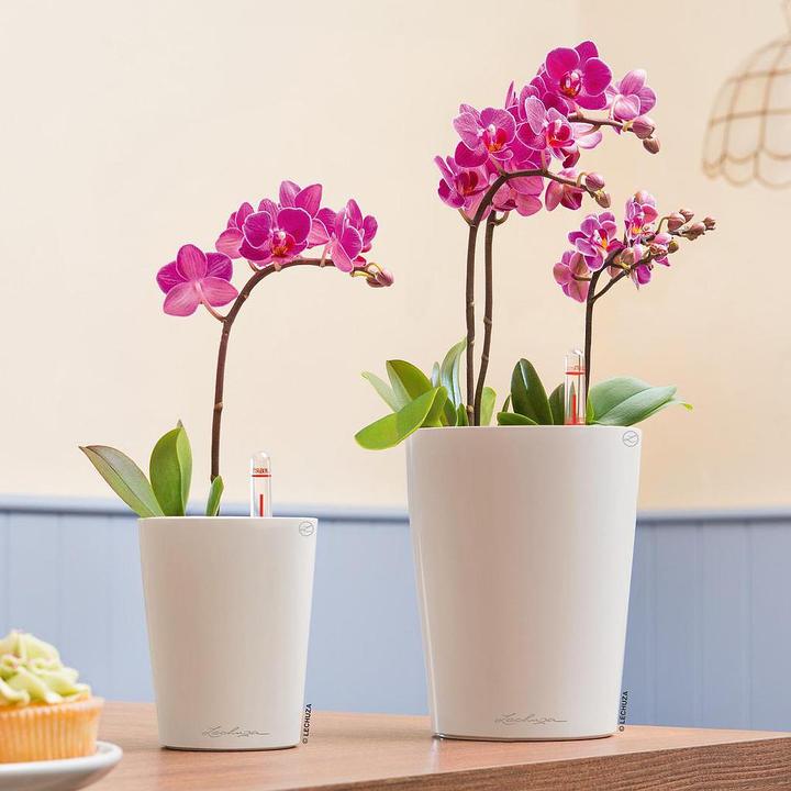 Produktbild Lechuza Mini Deltini (10 cm)