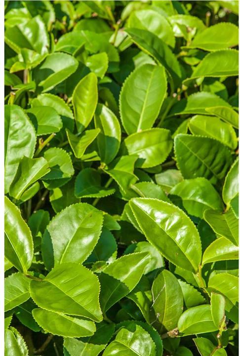 Immagine prodotto Khadi Sapone di cura Tè verde 100 g (Sapone duro)