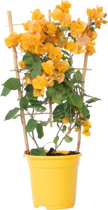 Produktbild Plant in a Box Bougainvillea 'Dania' - (50 cm)