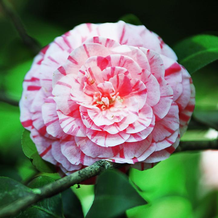 Actual product image Plant in a Box Camellia japonica Bonomiana - Japanese rose (50 cm)