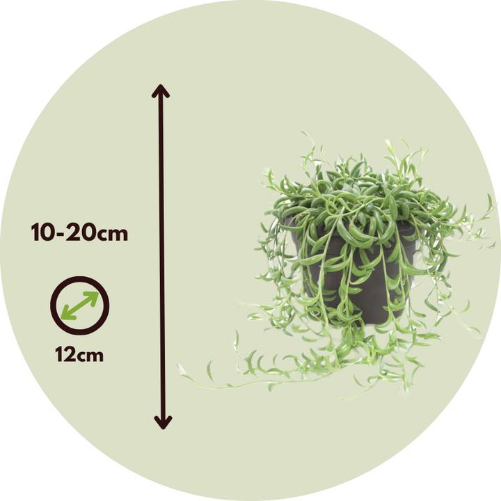 Produktbild Plant in a Box Senecio radicans - Bananasenecio (10 cm)
