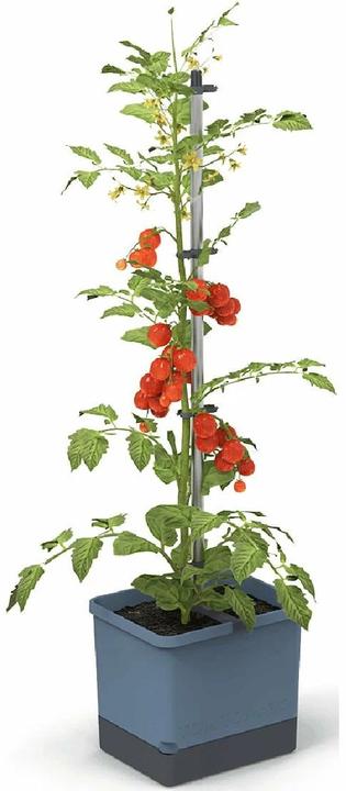 Produktbild Gusta Garden Tom Tomato (28 cm)
