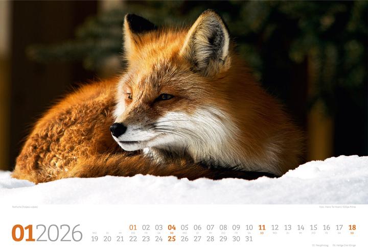 Immagine prodotto Tierwelt Wald Kalender 2026 (45 x 33 cm, Copertina rigida, Tedesco)