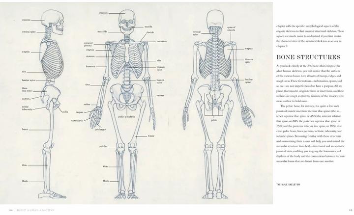 Immagine prodotto Anatomia umana di base (Inglese, Roberto Osti, 2016)