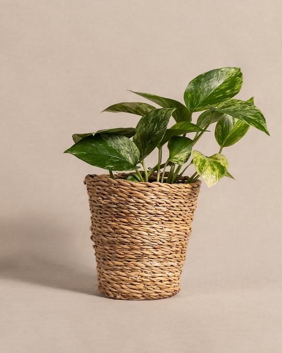 Produktbild feey Efeutute Marble Queen (25 cm, Frisch umgetopft)