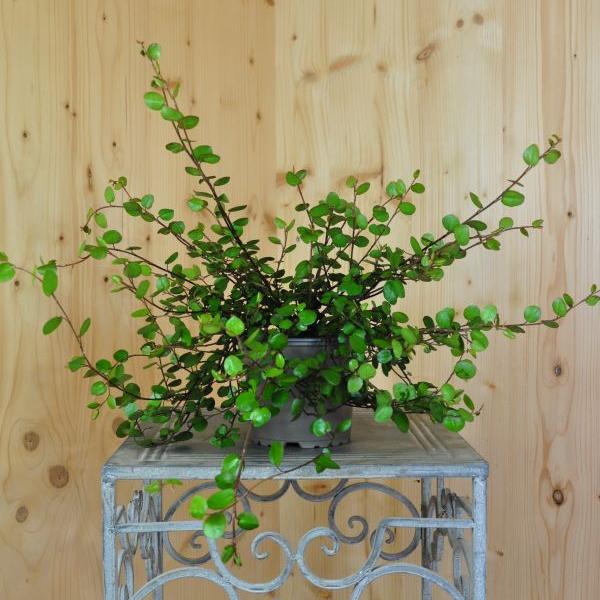 Säntispracht 4 er Set, Mühlenbeckie - Muehlenbeckia complexa Grobblättrig (15 cm)