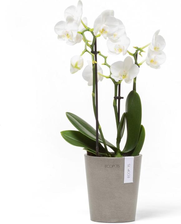 Image du produit Ecopots Morinda (11 cm)