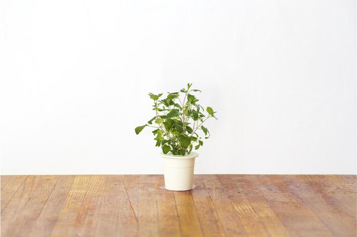 Actual product image Click and Grow Catnip (Herb seeds)
