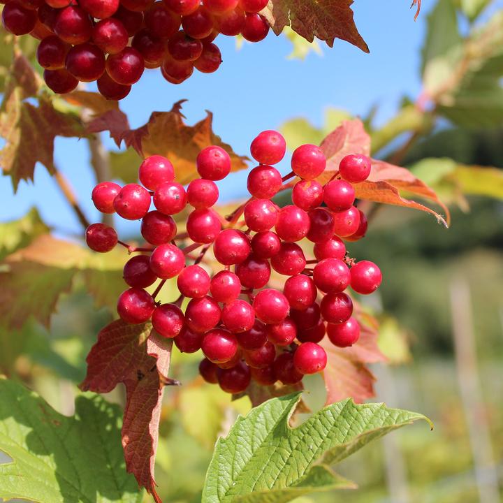 Actual product image Zulauf Gemeiner Schneeball / Viburnum opulus (100 cm)
