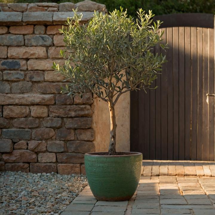 Immagine prodotto Plant in a Box Olea Europaea - Olivenbaum (80 cm)