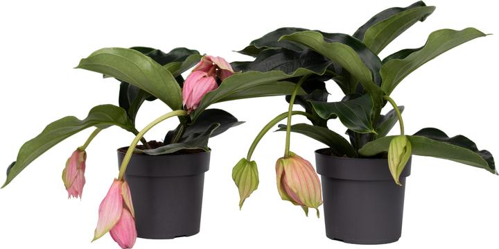 Immagine prodotto Plant in a Box Medinilla Magnifica - Set di 2 medinilla rosa (40 cm)