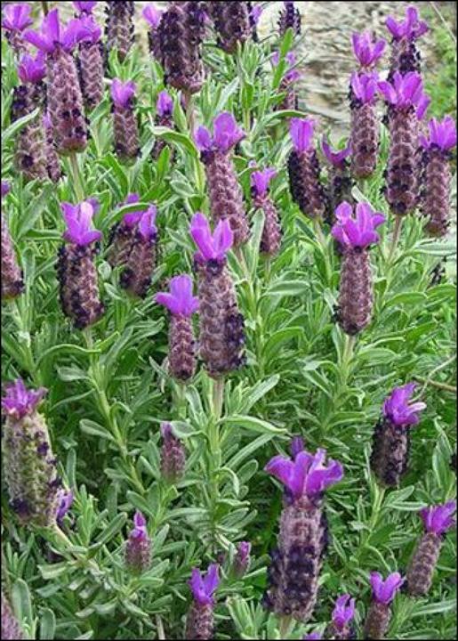 Actual product image Tropica Mediterranean lavender (Seedlings)