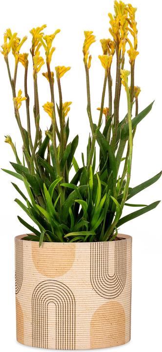 Image du produit Scheurich Blumentopf aus Keramik, Farbe: Arcade, 12 cm Durchmesser, 11 cm hoch, 1 l Vol. (12 cm)