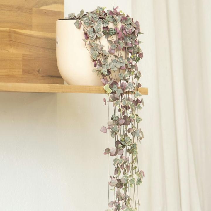 Immagine prodotto Plant in a Box Ceropegia linearis Woodii - foglia del cuore a catena affondante (30 cm)