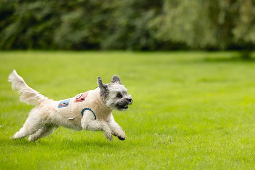 Produktbild Beeztees Hundemantel Teddy (XXL, Hundepullover)