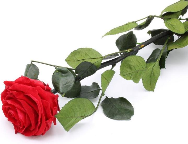 Actual product image TOP Everlasting blooming rose (Dried flowers)
