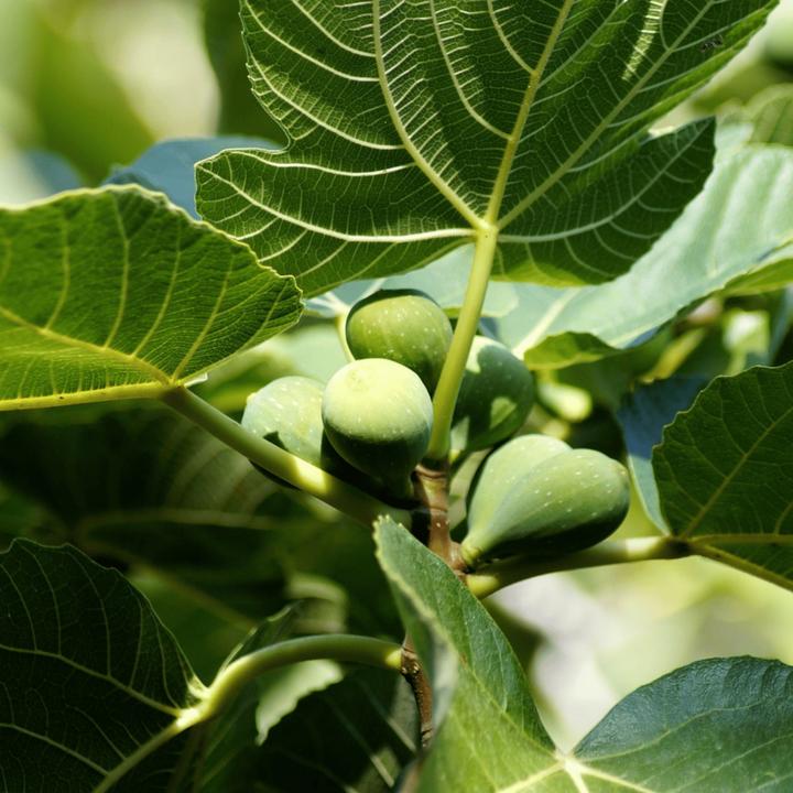 Image du produit Plant in a Box Ficus Carica - Figuier (70 cm)