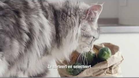 Produktbild Purina ONE Sensitive Truthahn und Reis (Senior, Adult, 1 Stk., 800 g)