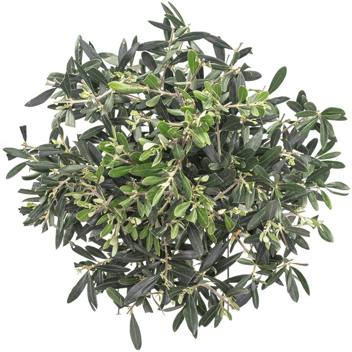 Actual product image Flowerbox Olive tree - Olea europaea (110 cm)