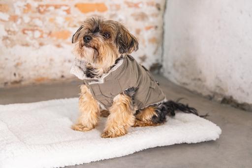 Immagine prodotto Designed by Lotte Cappotto per cani Philos (XS, Cappotto per cani)