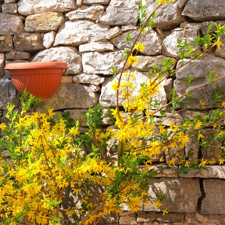 Immagine prodotto Plant in a Box Forsythia intermedia 'Minigold' - Set di 4 Forsythia (25 cm)
