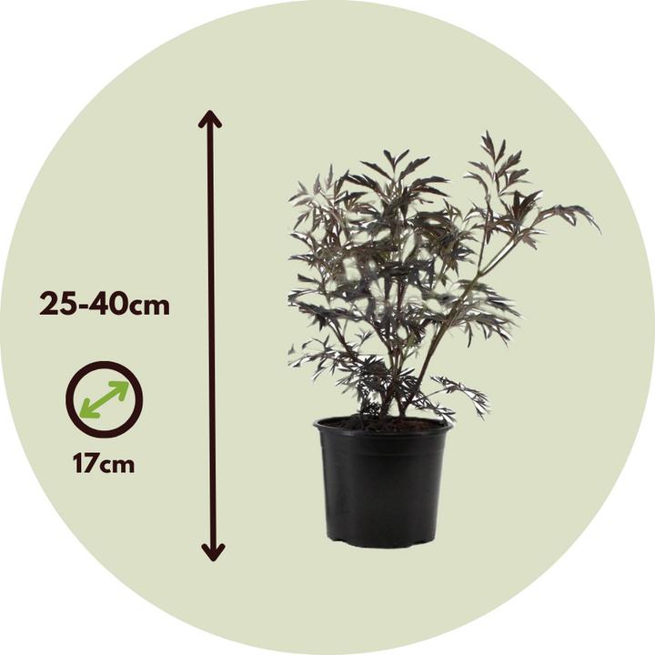 Produktbild Plant in a Box Sambucus nigra 'Black Lace' - 4er Set Holunder (25 cm)