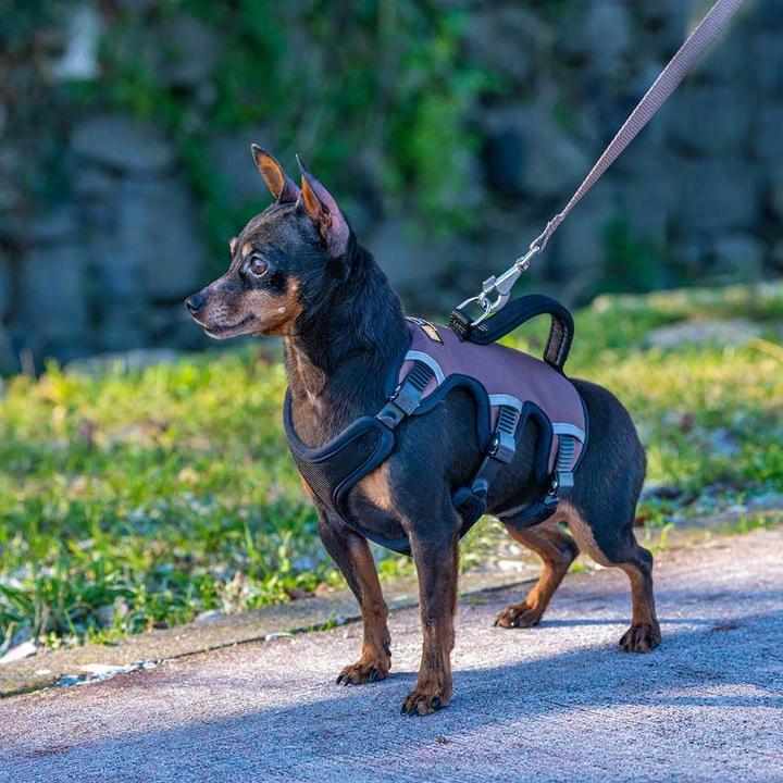 Actual product image Ferplast Ausbruchsicheres Hundegeschirr Ergotrekking (XS, Dog)