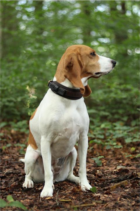 Image du produit Niggeloh Collier DeLuxe (M, Chien, Général)