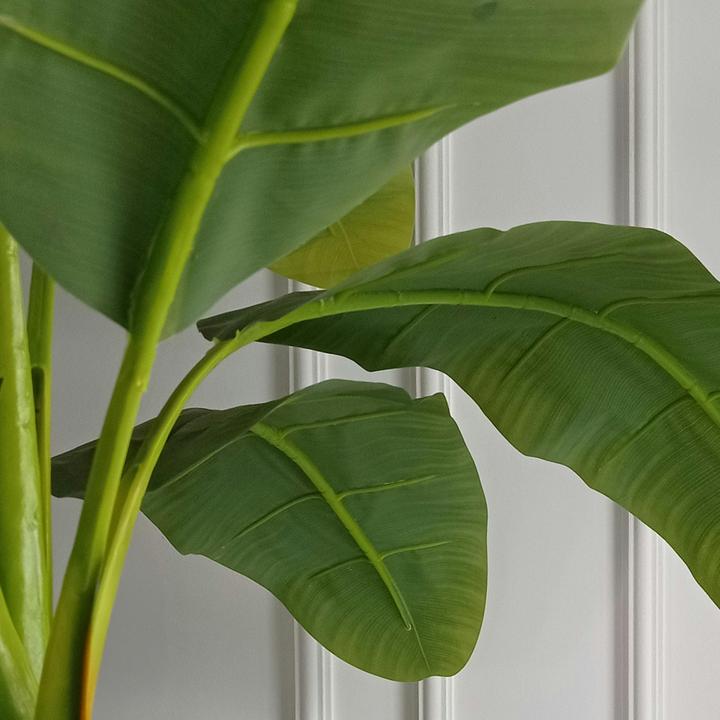 Image du produit Plant in a Box Musa Basjoo - Plants de bananes (55 cm)