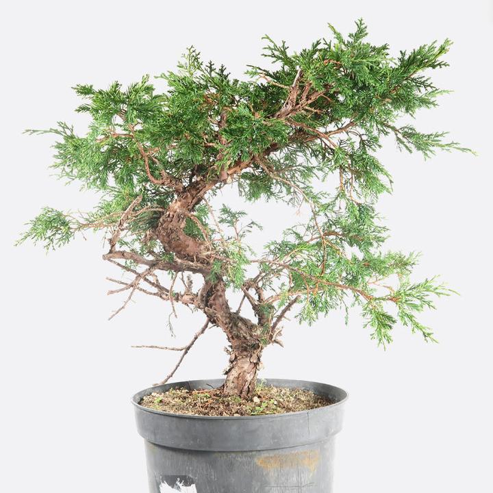 Produktbild Bonsai.ch Juniperus Itoigawa Wacholder cm (55 cm)