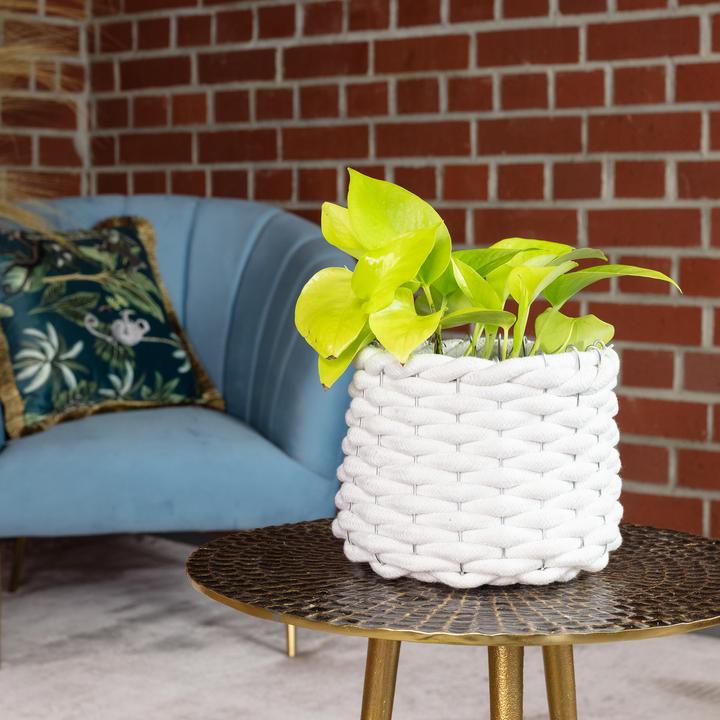 Image du produit Flowerbox Lierre - Epipremnum pinnatum 'Golden Pothos (15 cm)