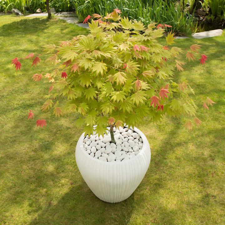 Immagine prodotto Plant in a Box Acer palmatum 'Moonrise' - Acero giapponese (90 cm)